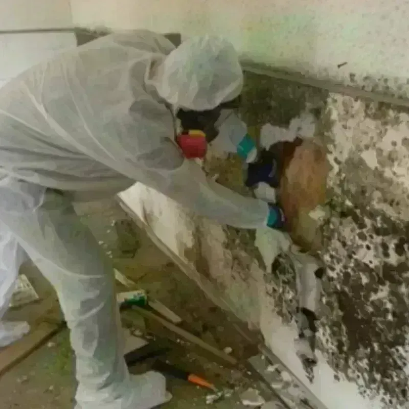 Mold Remediation and Removal in Bardstown, KY